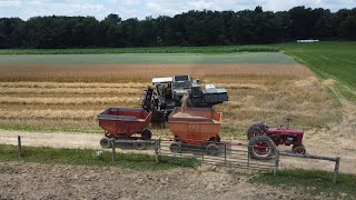 Gleaner F2 Combining Spelts at Daubenspeck Farms.