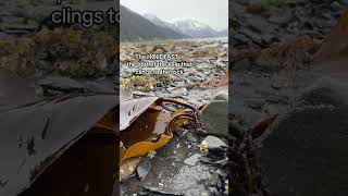 #meettheocean #dog #kelp #alaska