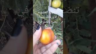 بندورتي البلدية العضوية زراعة عالسطح بدأت تحمر وتنضج أول تموز 🙏