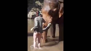 cuidado com o elefante