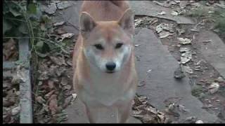 Oki, The Shiba Inu