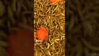 Worms eat strawberries #eating 🍓 #insects #timelapse