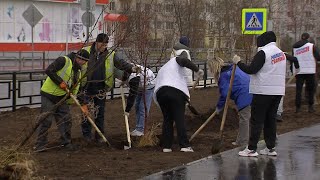 Высадили  яблони на Заславского #серовтв #серов