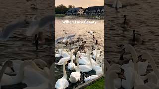 Pretty Swans Walk Like This! Wildlife @ Willen Lake Milton Keynes, UK #shorts #wildlife #swan