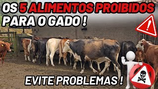 OS 5 ALIMENTOS PROIBIDOS PARA O GADO !