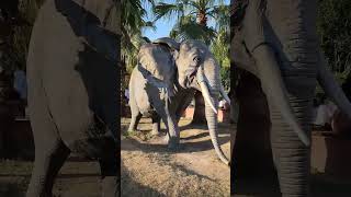 Elephant Statue In ViaLand Istanbul ❤️#istanbul #animals #shortsvideo #elephant #elephantattack #sea