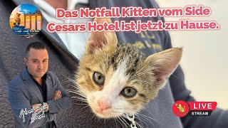 Das Notfall Kitten vom Side Cesars Hotel ist jetzt zu Hause.