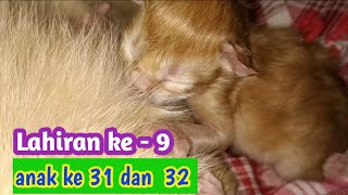 Persiapan Lahiran yang ke 9, anak ke 31 dan 32 | Lahiran kucing oren