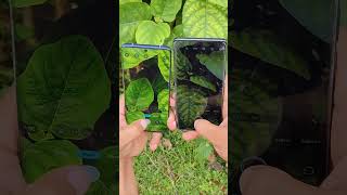 Motorola edge 50 Pro vs Vivo V 27 5 G camera test which camera better #motorolaonepower #motorola