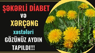 XƏRÇƏNG və ŞƏKƏRLİ DİABETin dərmanı ZƏNCİROTU | Faydalari