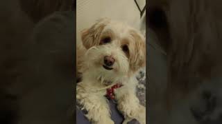 popipopipopopipo #maltipoo #funnydogs #meme #funnyvideo #funnyshorts #lol #funny #fun #viral #dog