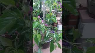 Black sapote and container garden update