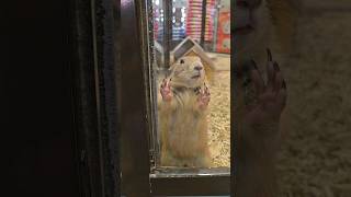 Trying to escape #pets #cute #shorts #biting #sad