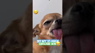 Try not to laugh 😂 If you laugh SUBSCRIBE NOW#funny