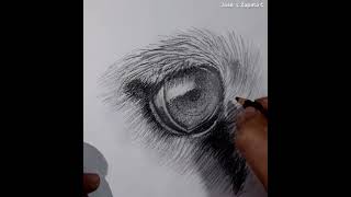 Dibujo a lápiz (ojo de león)| Drawing an eye lion HD #Shorts