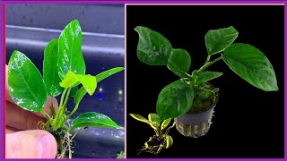 How to propagate anubias  | How to grow anubias