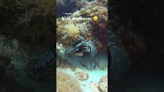 Lionfish cleverly avoids another fish #diving #travel #shorts