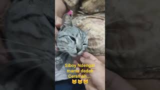 siboy kucing jinak dengar ceramah