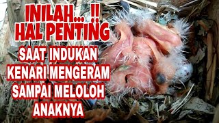 MERAWAT INDUKAN KENARI YG SEDANG MENGERAM DAN MELOLOH ANAK