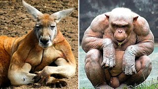 Most Muscular Animals Caught On Camera