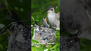 Hummingbird babies at 2 wks old #birds #baby #babybird #wildlife #birdslover