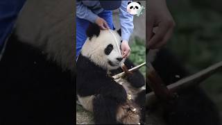 #熊猫 #panda 给熊猫崽崽量头围！这头还真不小啊 😅😅