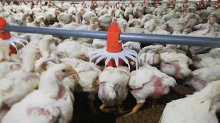 Broiler Feeding | Broiler Feed | PPS | Pakistan Poultry Supervisor|