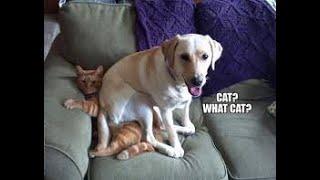 Compilation funny cats vs funny dogs funny animals video 2021 Part #7