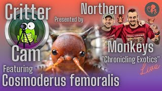 Cosmoderus femoralis featured by “Critter Cam”