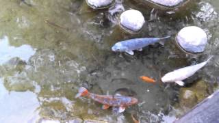 Koi fish pond