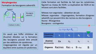 Phytohormones : Cytokinines /  CROISSANCE ET Développements DES PLANTs SVI s5