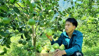 Take Nga to school, Harvest oranges and guava and bring them to the market to sell | Triệu Văn Tính