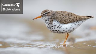 Keys to ID: Spotted Sandpiper