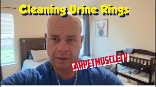 Cleaning large urine rings from carpet. Vlm carpet cleaning scrubbing.