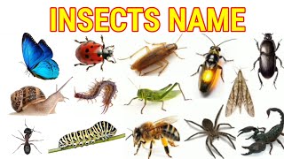 Insects name hindi and english with picture | कीड़ों के नाम | 40 Insects Name | insect name