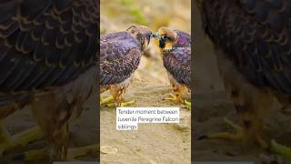 Juvenile Peregrine Falcons #subscribe #shorts #nature #birdsofprey #falcon #raptors #viral #siblings