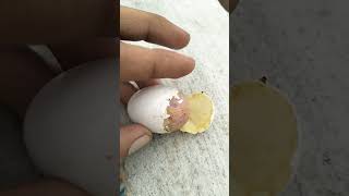 कबूतर का बच्चा अंडे में ही मर गया || pigeon baby death #trending #viral #birds #tiktok