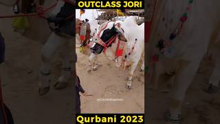 Heavy Bulls in Mandi | Karachi Cow Mandi | Cow Videos #shorts #cowmandi #bakraeid2023