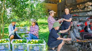 Save Money To Buy a Motorbike To Travel. Harvesting Orange Goes To Market Sell. Live with nature