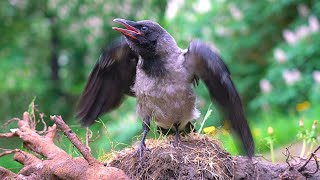 Close-up of CAWING Hooded Crow Fledgling [4K] CAW CAW CAW!