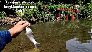 HEBOH ‼️PANCING SAYA DIHAJAR IKAN INI ||Mancing Bader Pakai Tehnik Pecut