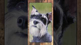 Miniature Schnauzer, Breed Spotlight Shorts #canineenrichment #doglover #caninebehavior