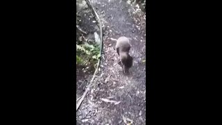 Up Close and Personal With New Zealand's Kiwi Bird 🐦