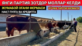 ЯНГИ ПАРТИЯ ЗОТДОР МОЛЛАР КЕЛДИ ЖУМАБОЙ ОҒАНИ ФЕРМАСИ ШОВОТ 7-сентября 2024 г.