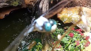 How To Attract Dragonflies To Rid Mosquitoes From Your Home