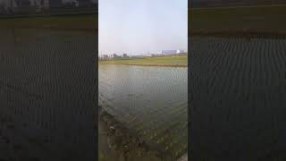 semua sawah tanam benih pada #taiwan #shortvideo