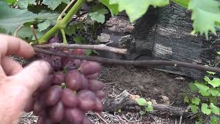 Сорт винограду "Лара" - сезон 2022 # Grape variety "Lara" - season 2022