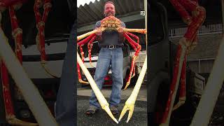 Quick Japanese Spider Crab Facts - Crab LEGS for DAYS -Animal a Day Japan Week #shorts #animals