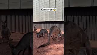 Kangaroo in Granby zoo ￼Quebec City Beautiful Granby zoo #shortvideo #ytshorts #shorts