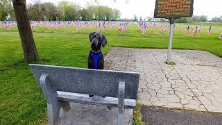 Road Trip and Car Camping with My Dog - Episode 2 - River Raisin National Battlefield